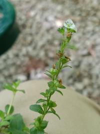 Veronica serpyllifolia image